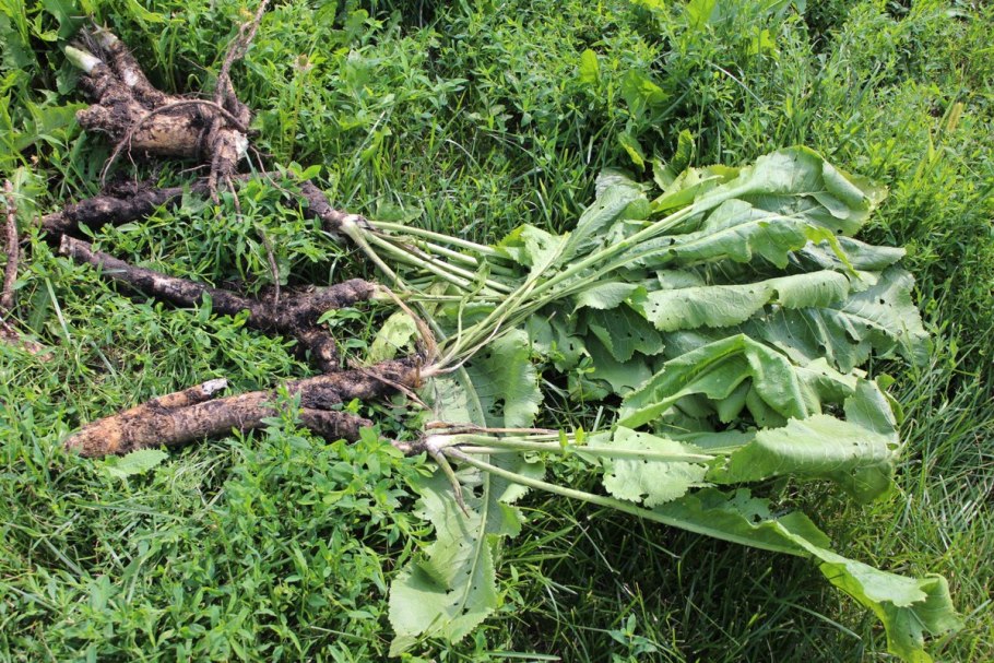 Корневище хрена