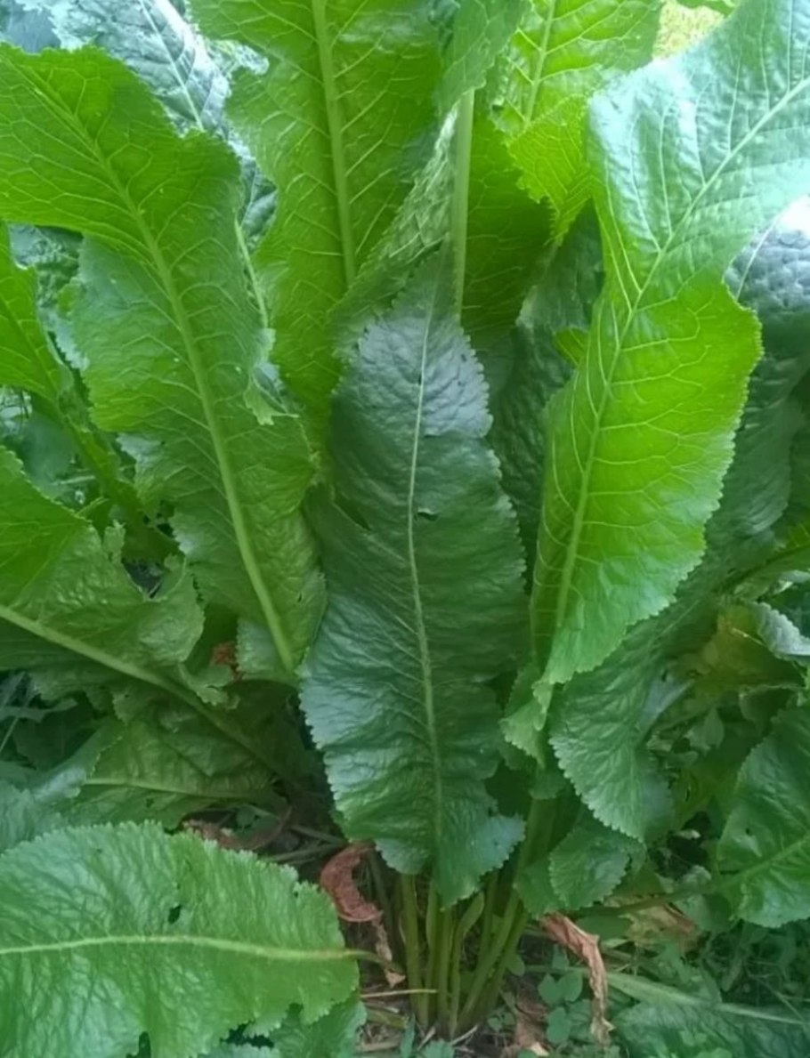 Armoracia Rusticana Gaertn