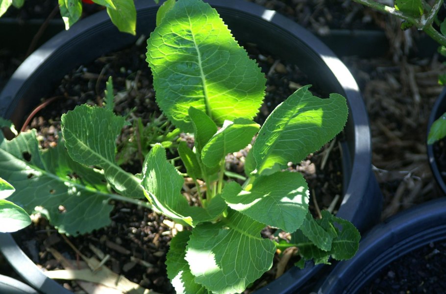 Хрен в бочке