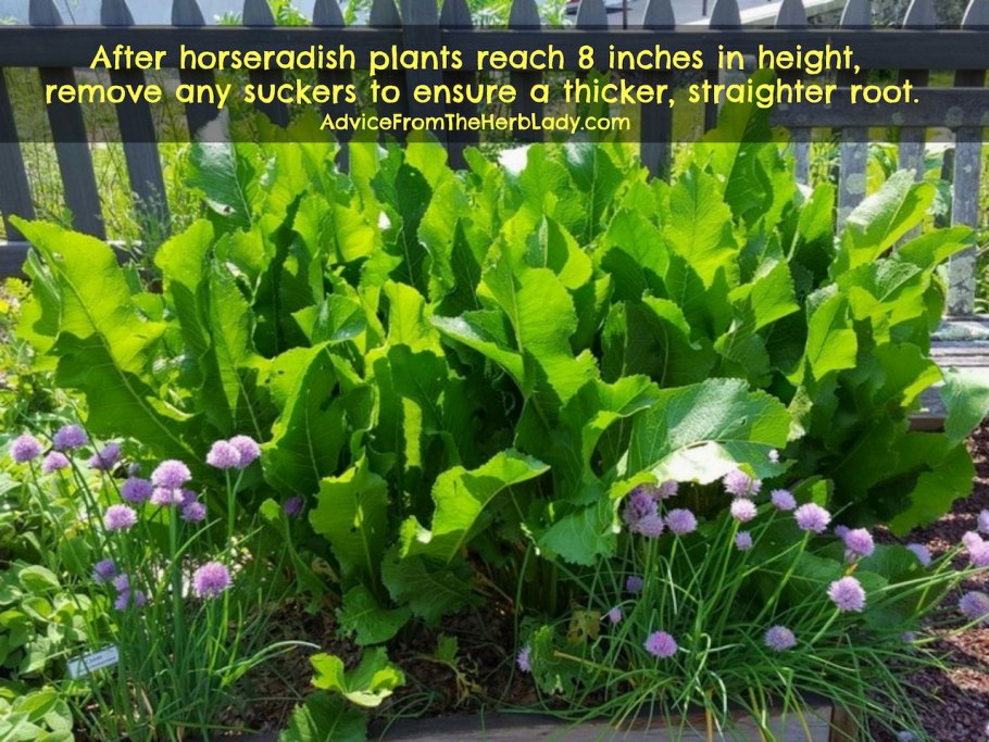 Хрен в саду