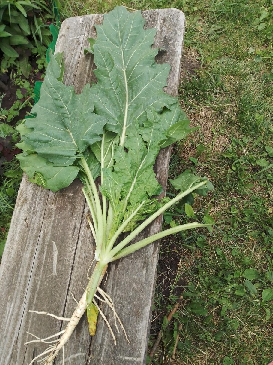 Корнеплоды с резными листьями