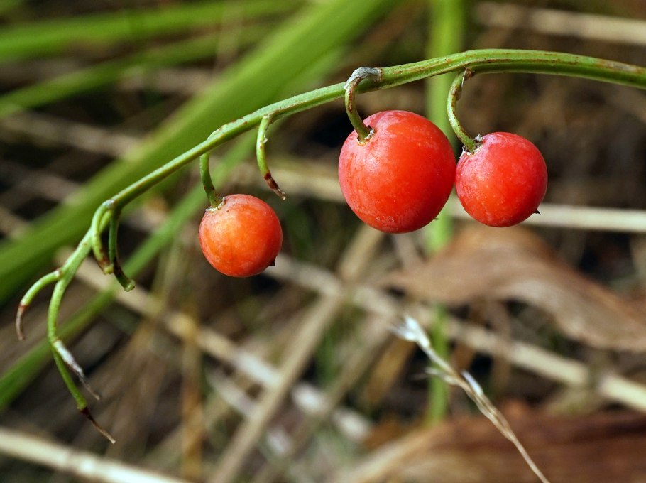 Ландыш Майский ягоды