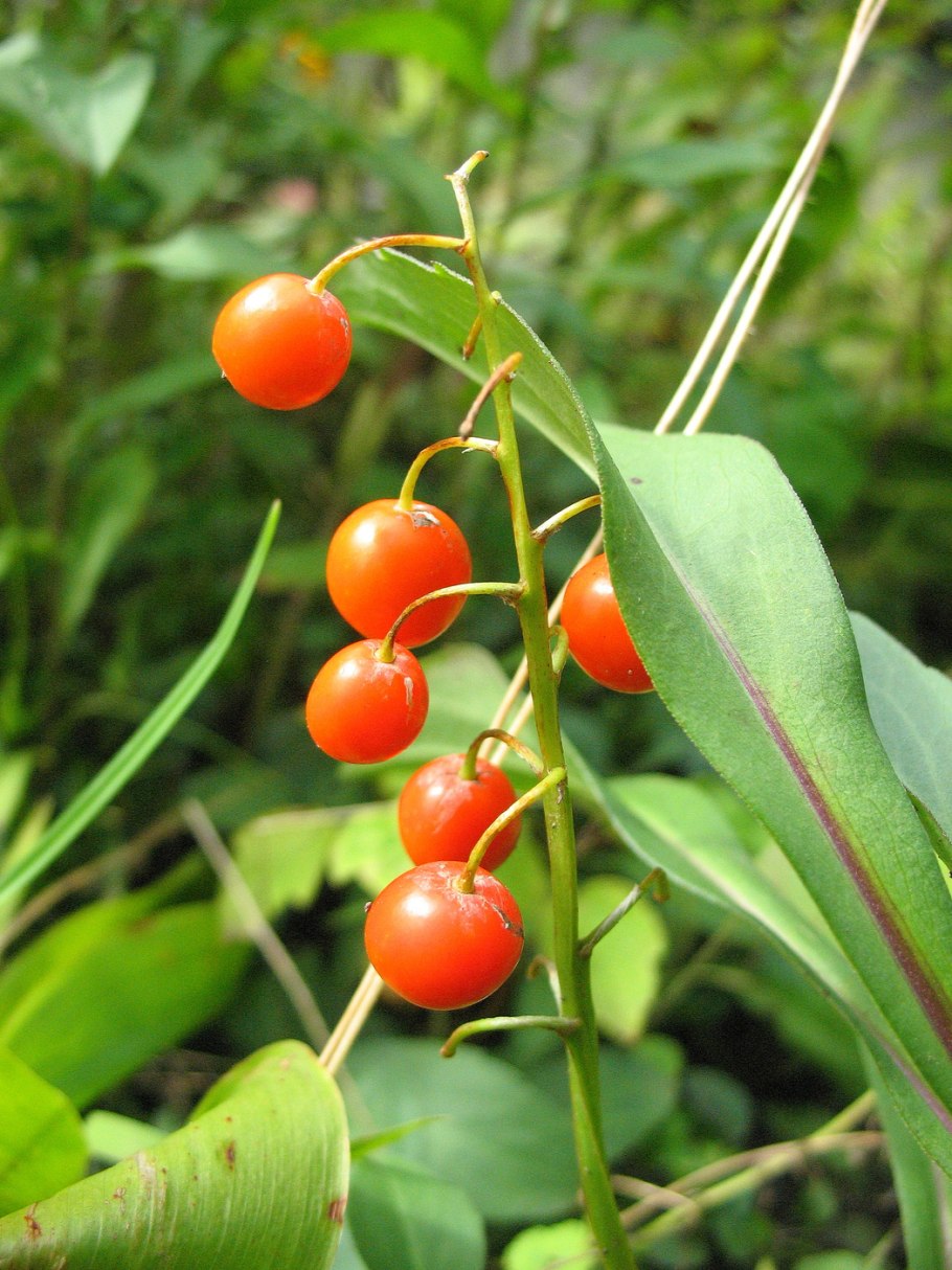 Ландыш ягоды ядовитые