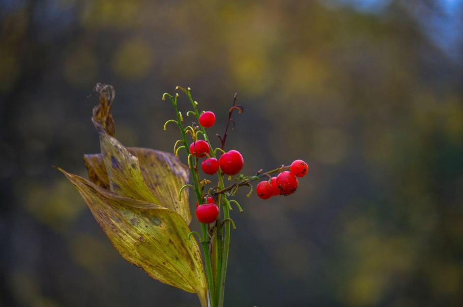 Ландыш Майский с плодами