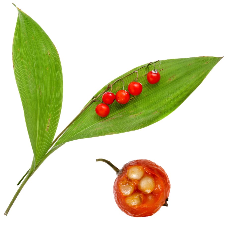 Ландыш Майский с плодами