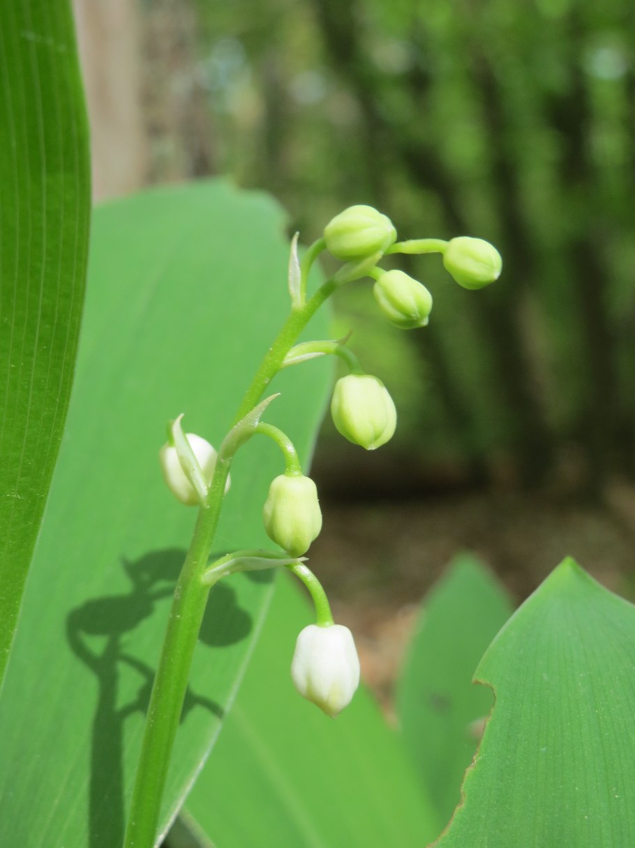 Ландыш Convallaria Majalis