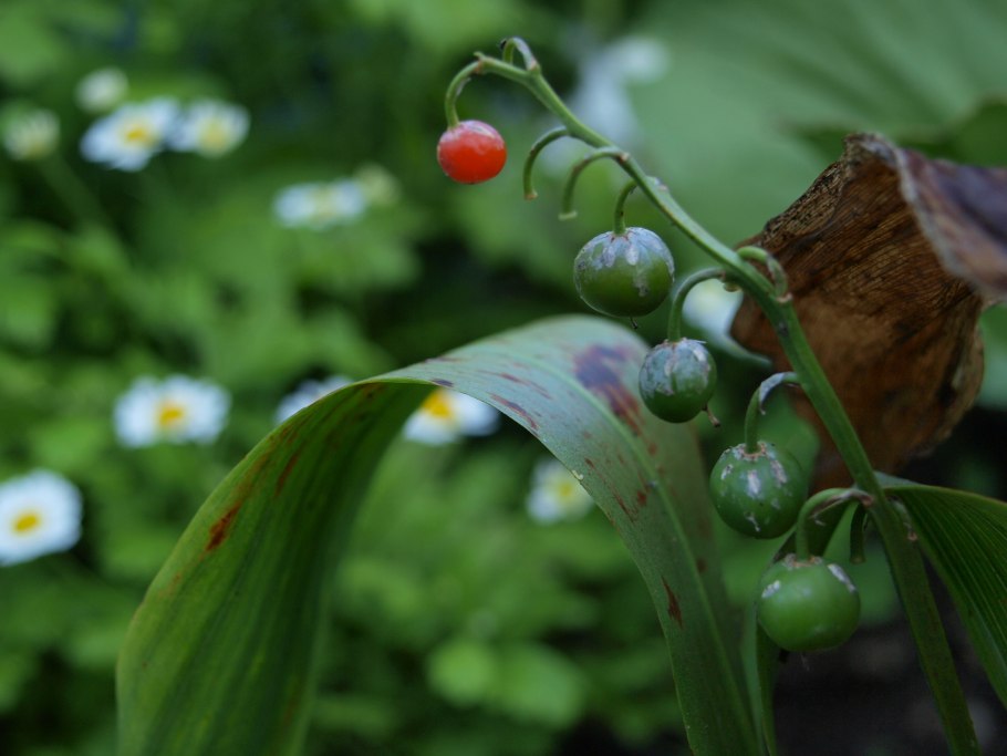 Ландыш горный