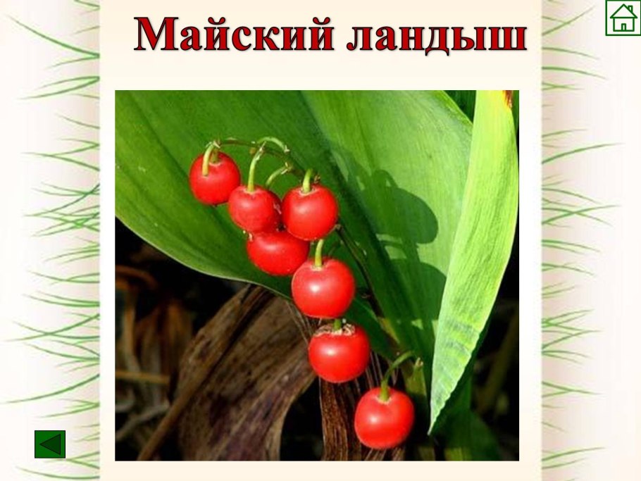 Картинка Ландыш с ягодами