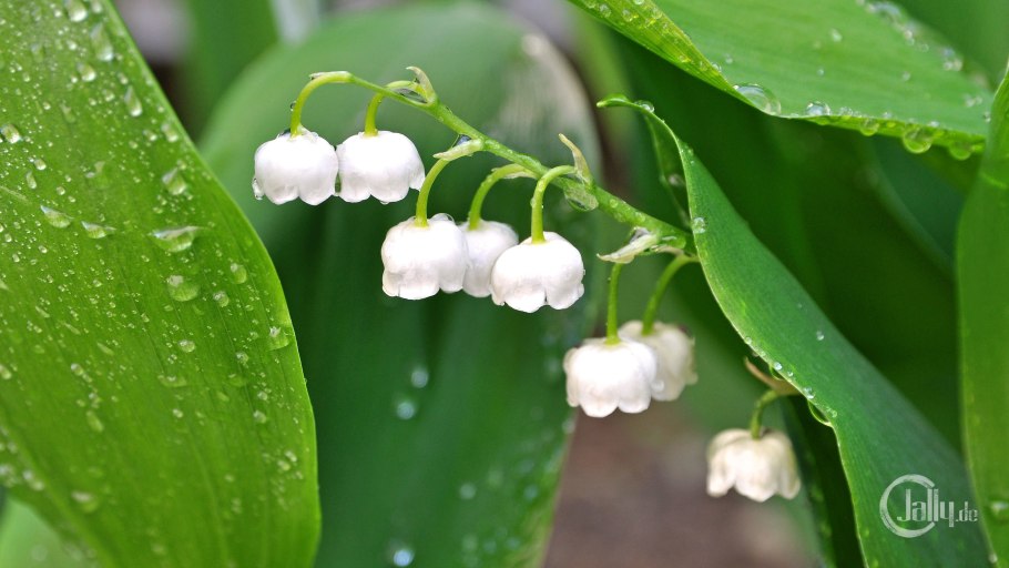 Ландыши майские