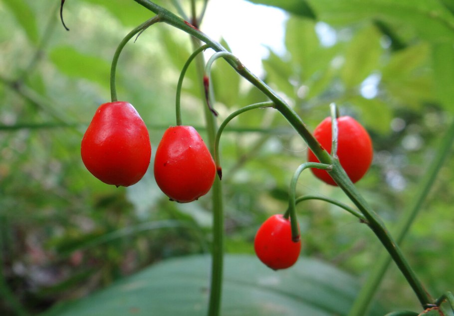 Ландыш горный Convallaria Montana