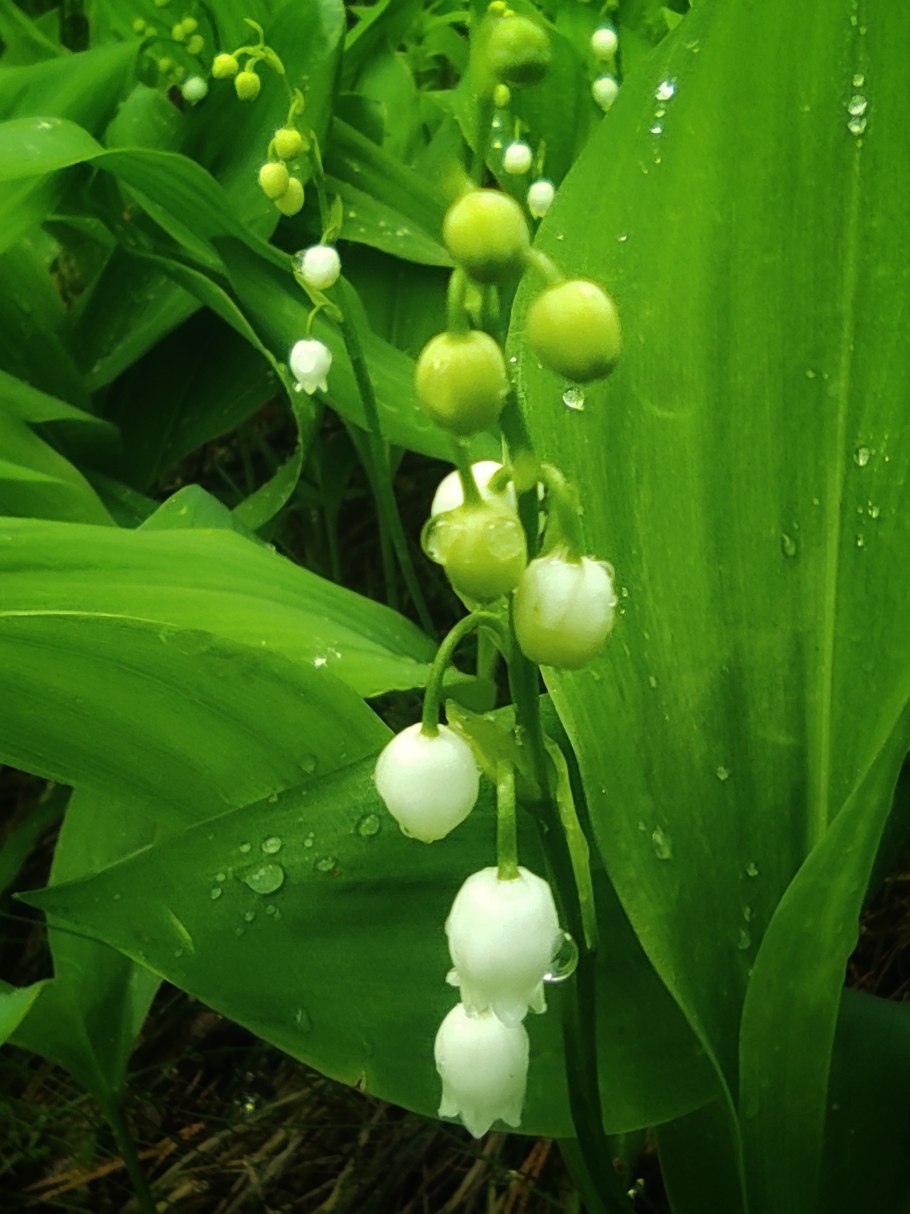 Ландыш Майский