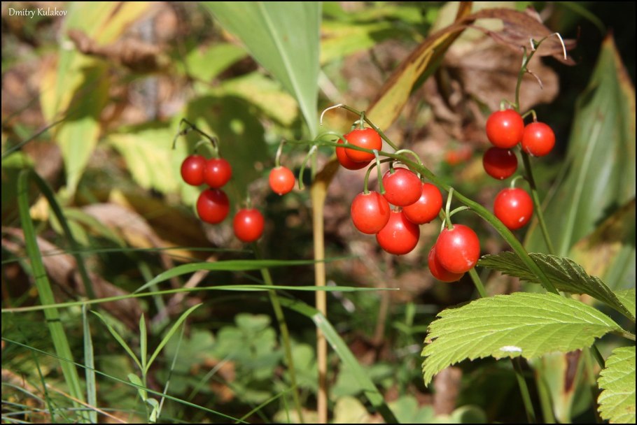 Ландыш Майский ягоды