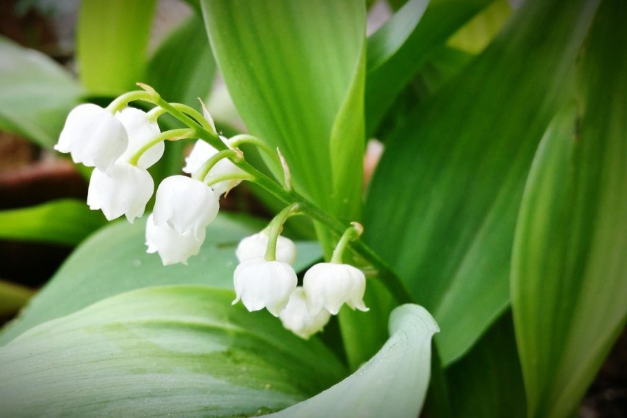 Ландыш майский convallaria majalis