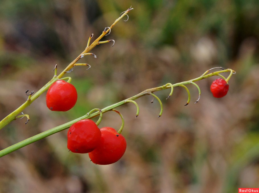 Красные Ландыши