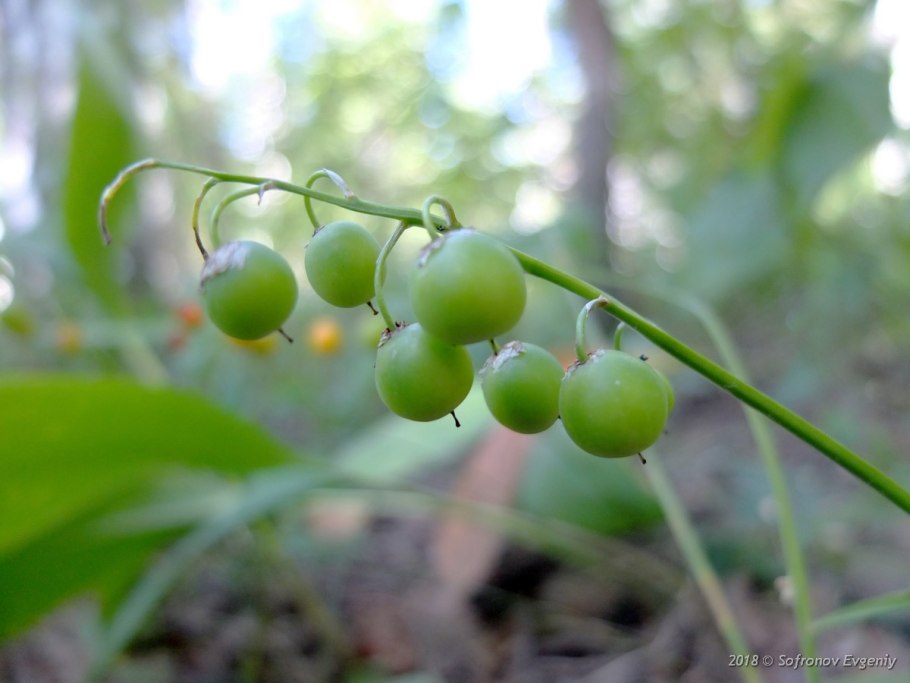 Ландыш Майский ягоды