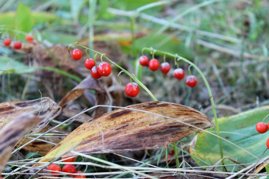 Ландыш Майский с плодами