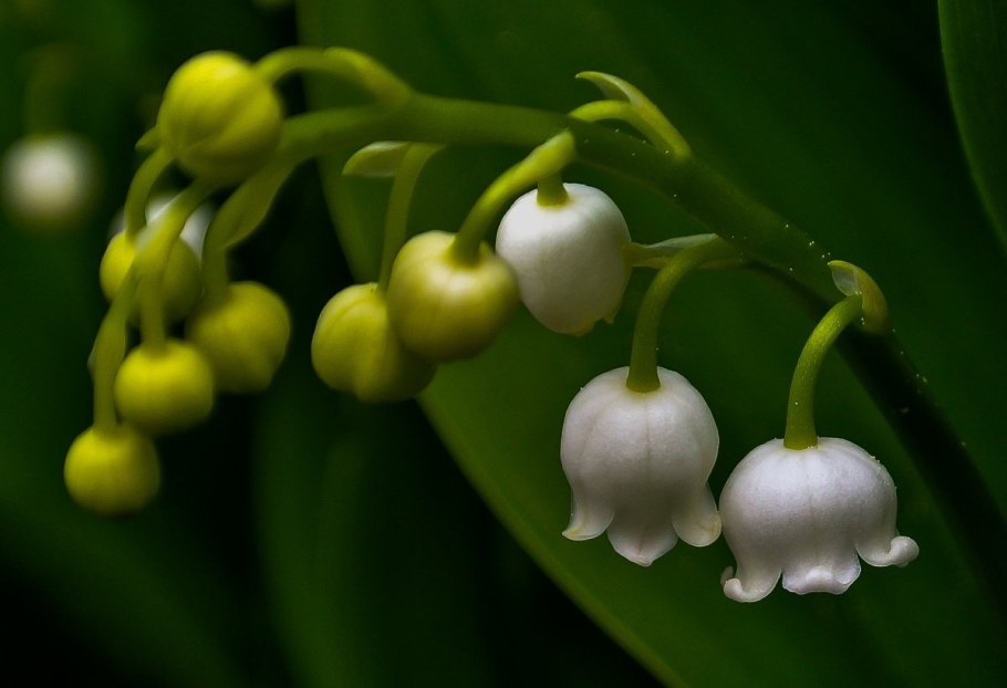 Семечко ландыша