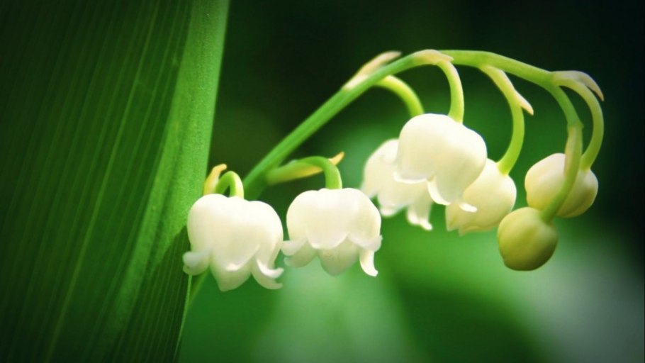 Ландыши на Восходе солнца