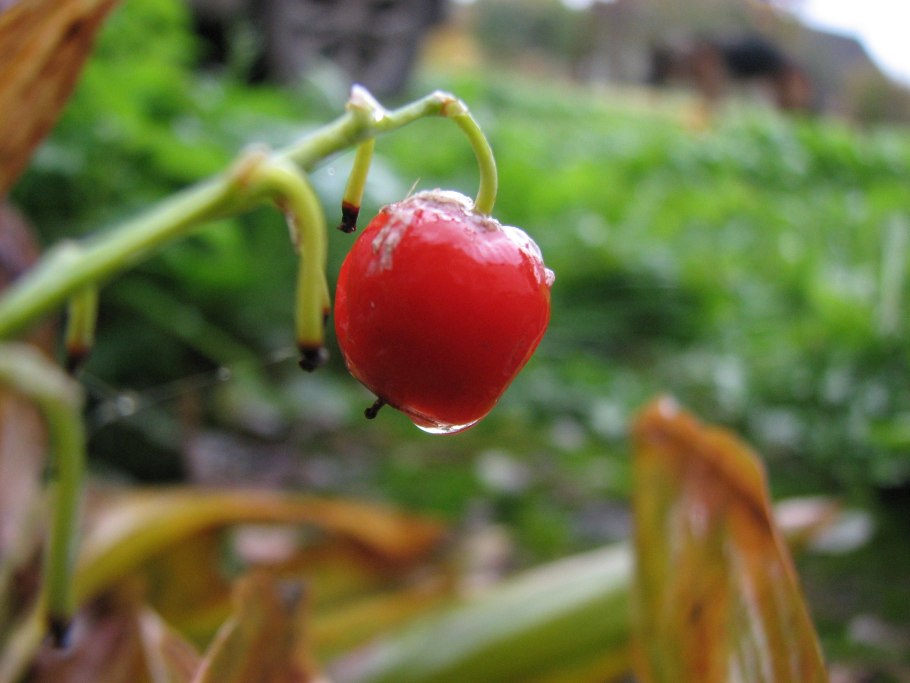 Ландыш грандифлора