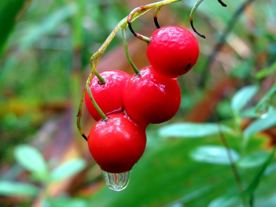 Конвалярия Маялис ягоды