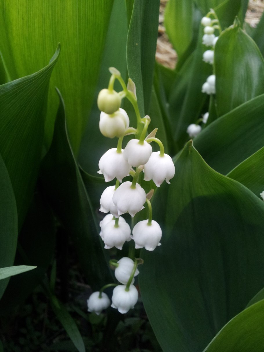 Ландыш Майский Лилейные