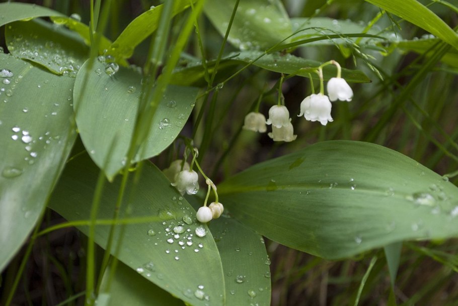 Ландыш Майский (Convallaria Majalis)