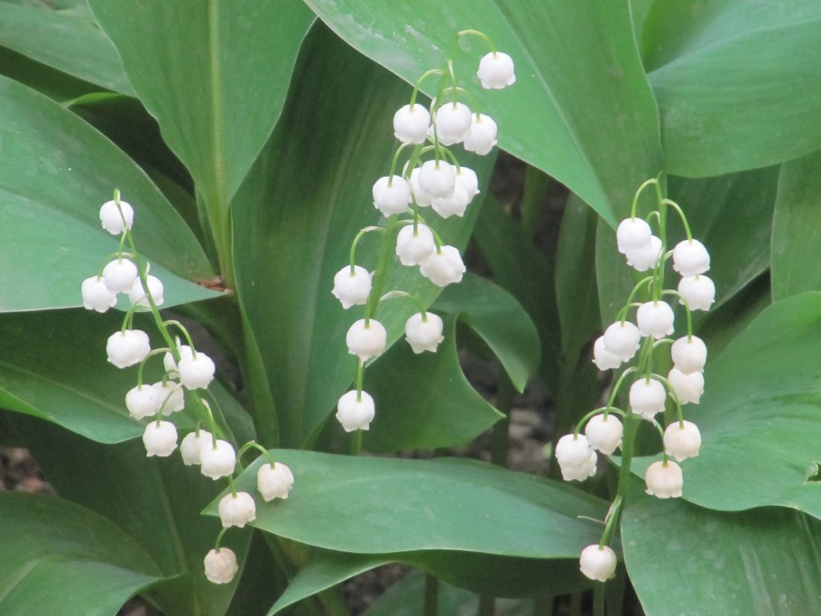 Ландыш закавказский (convallaria transcaucasica)