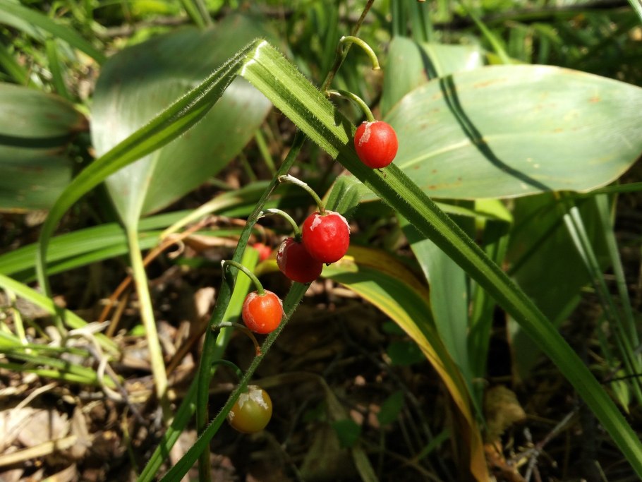 Ландыш ягоды ядовитые