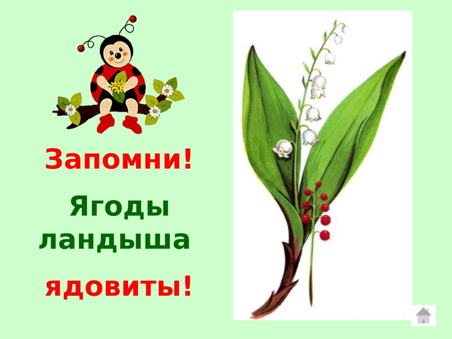 Ландыш ягоды