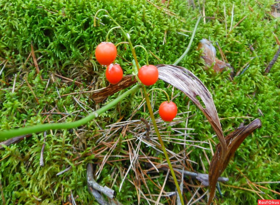 Ландыш отцвел