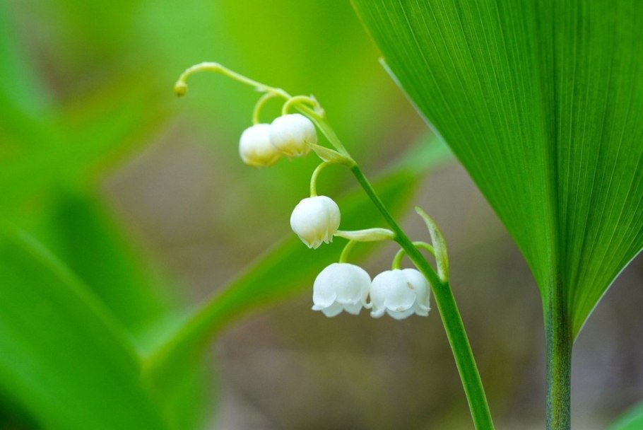Украинские красненькие ягодки на двух черешках