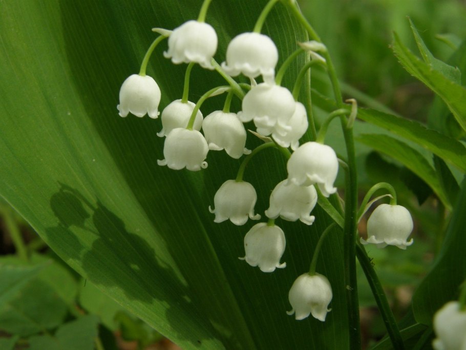 Ландыш горный Convallaria Montana