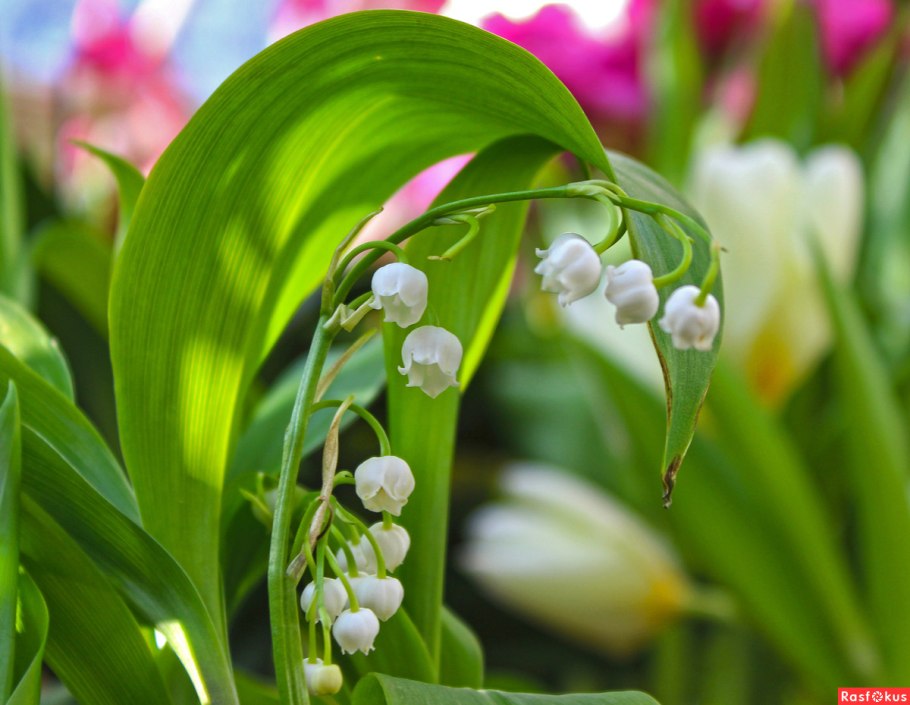 Ландыш Майский с плодами