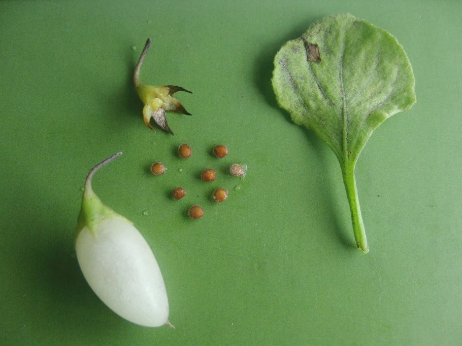 Ландыш горный Convallaria Montana