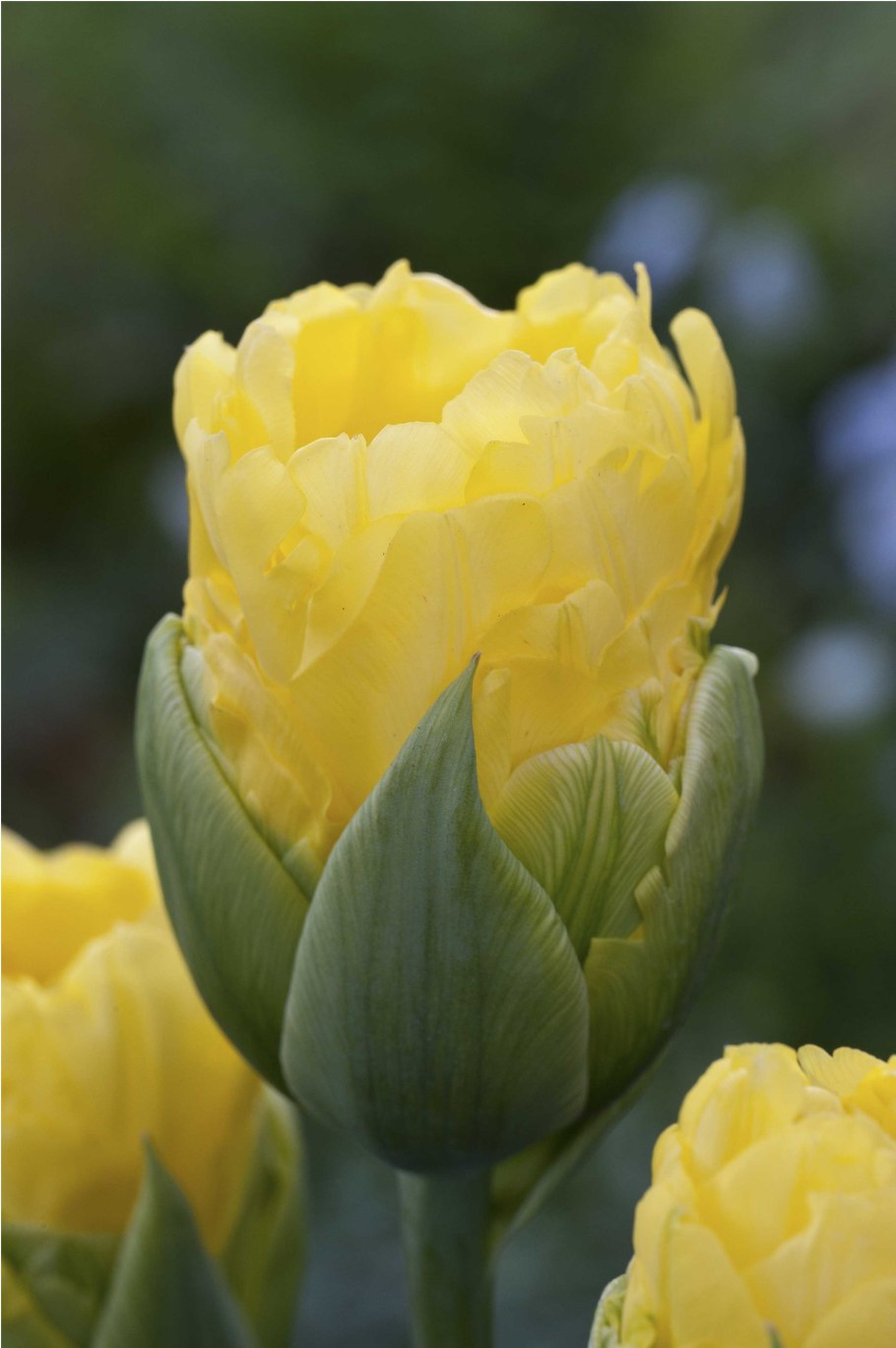 Тюльпан Голд февер пионовидный