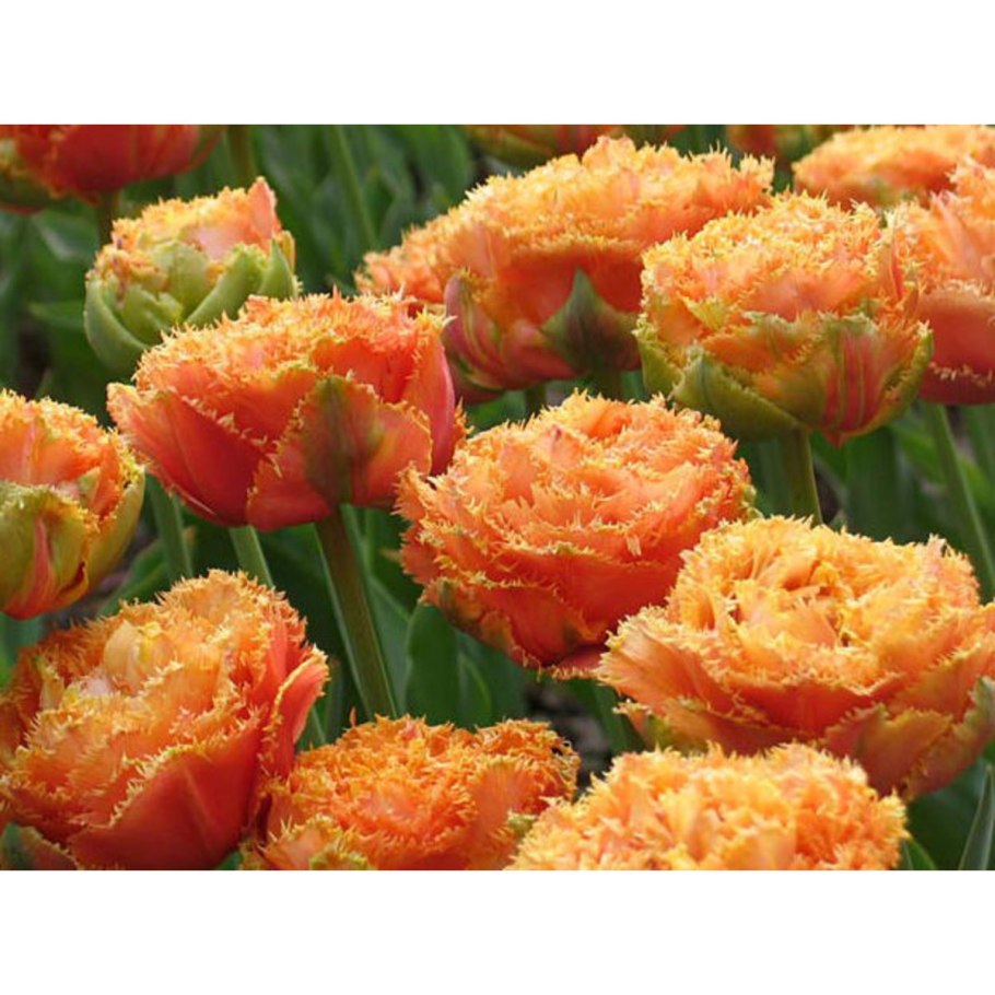 Тюльпан эмейзинг Грейс