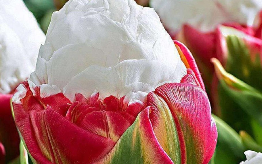 Тюльпан Фринджет Блэк