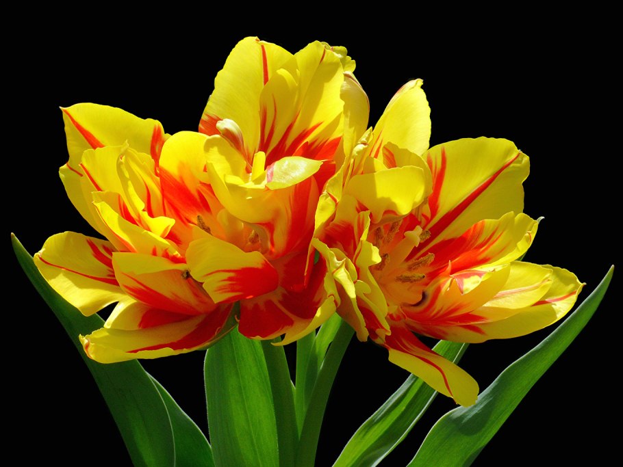 Тюльпан Йеллоу Маунтин