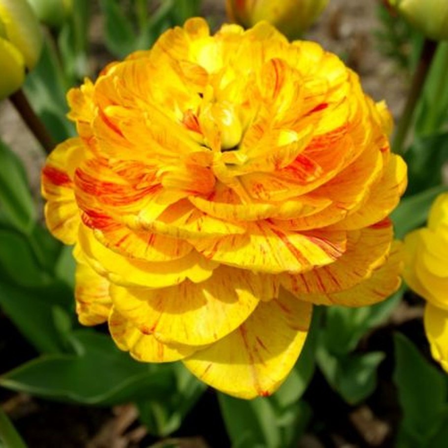 Тюльпан Дабл Торонто