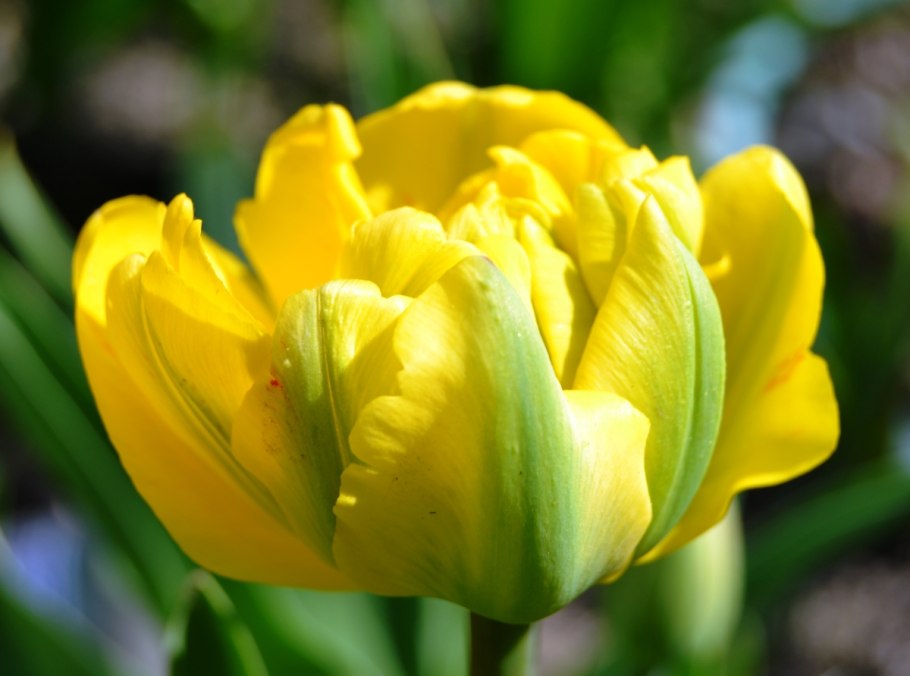 Тюльпан Дабл Бьюти оф Апельдорн (махровый)