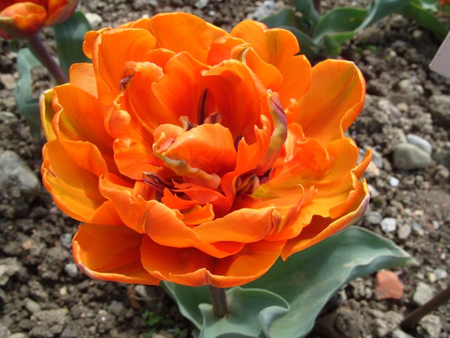 Крючки Gamakatsu Hook LS-2210b