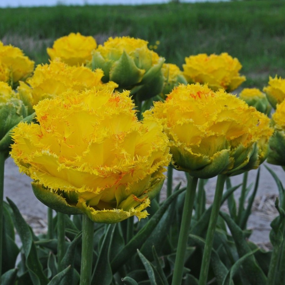 Тюльпан махровый бахромчатый Голден гейт