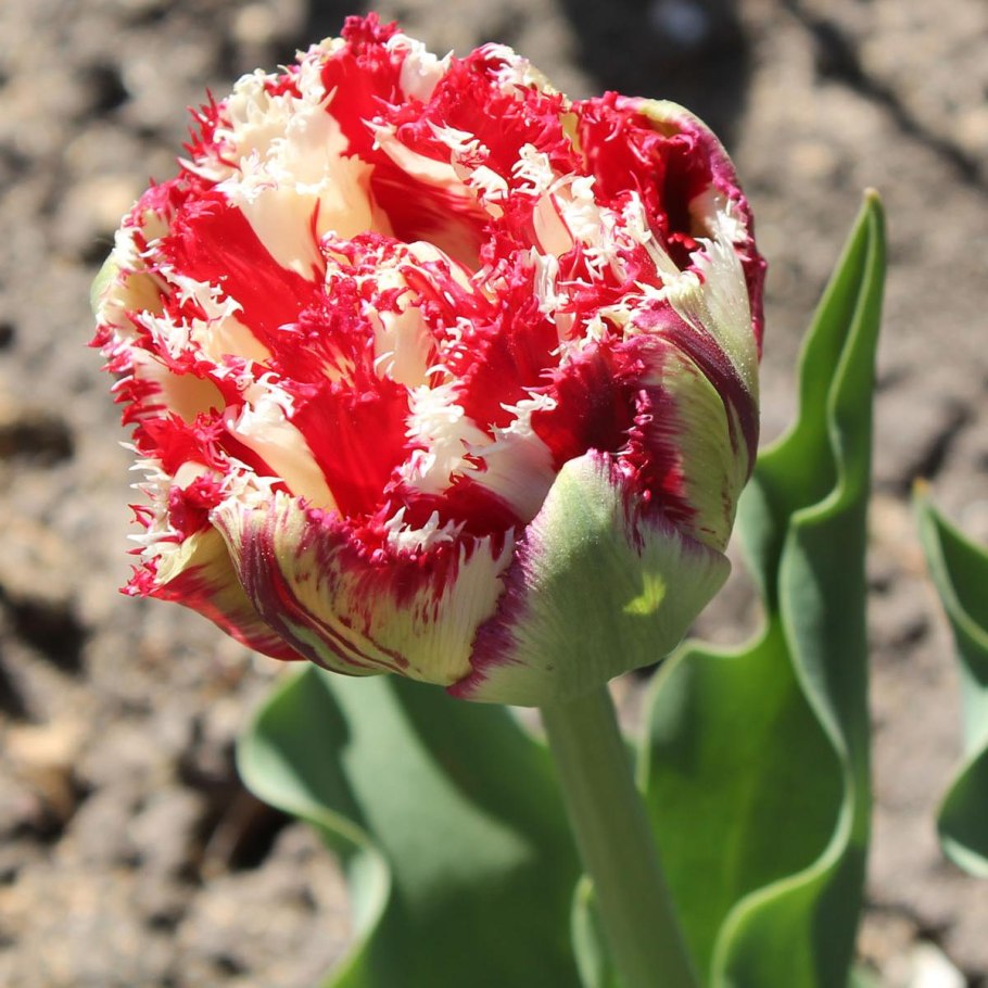 Тюльпан пионовидный желтый