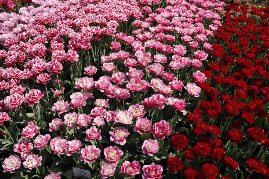 Тюльпан Верона Санрайз