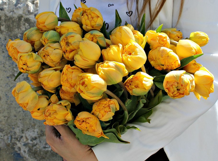 Тюльпан Гуус Папендрехт