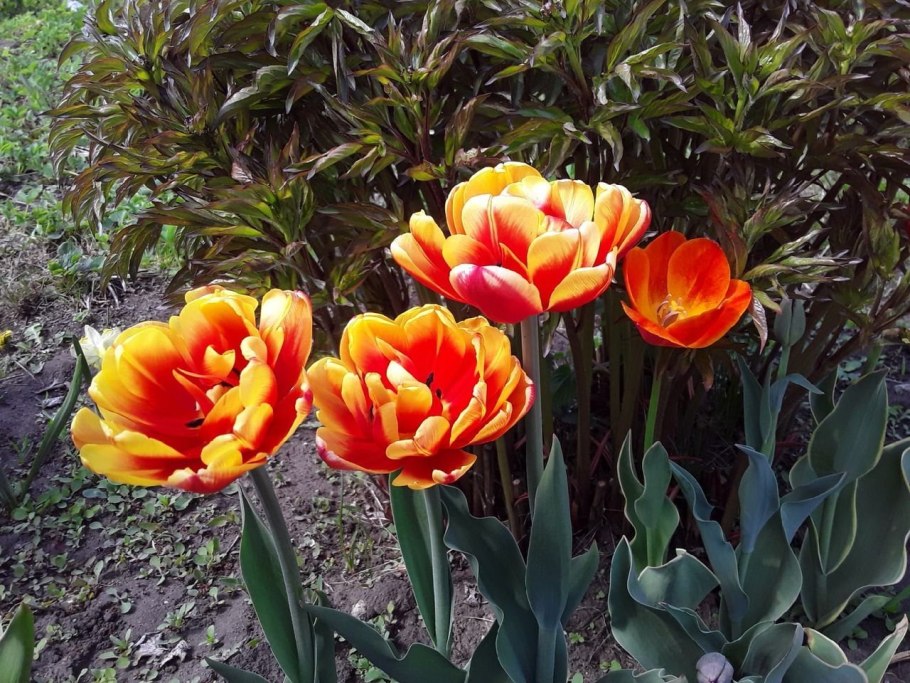 Тюльпан Пинк Сноуи