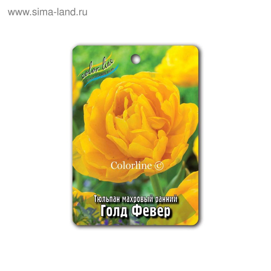 Тюльпан Голден февер