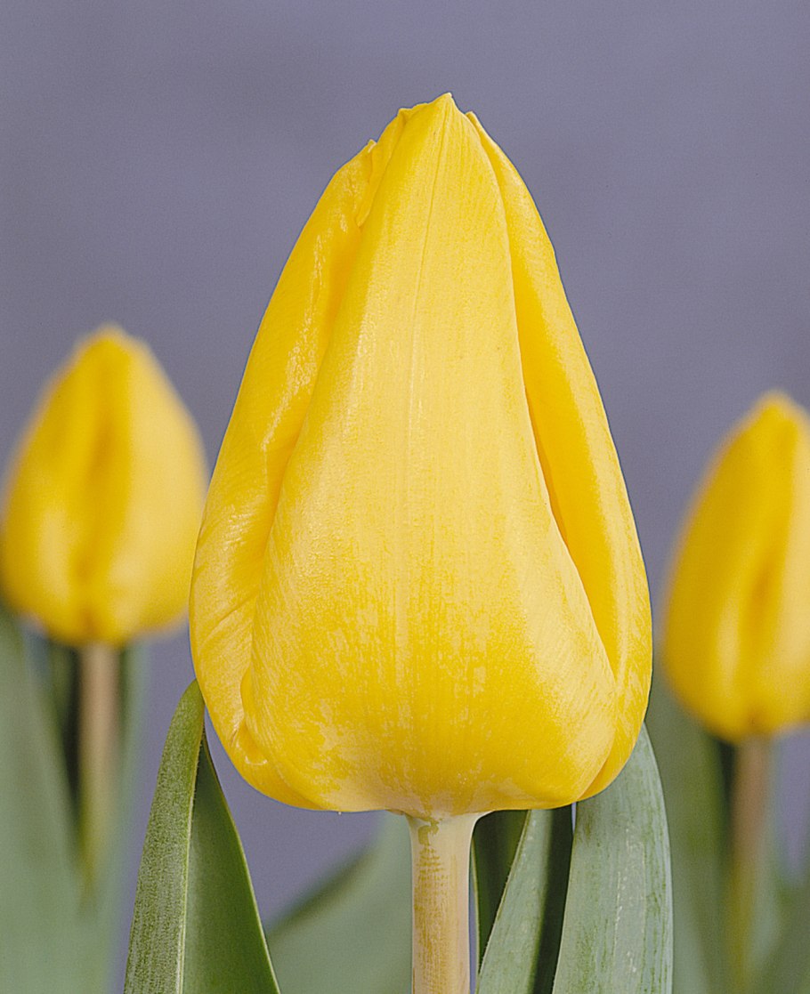 Тюльпан Йеллоу Помпонетт