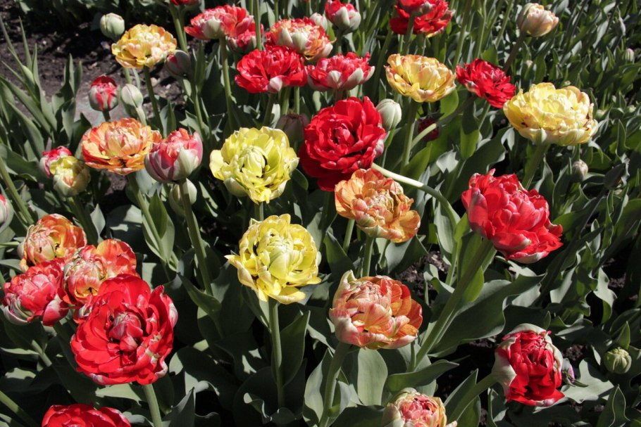 Тюльпан Криспион Свит