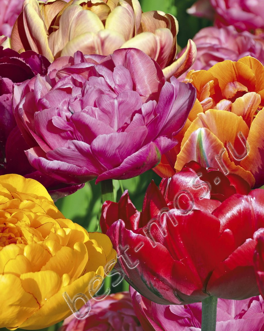 Тюльпан Paul Scherer и Yellow Pompenette